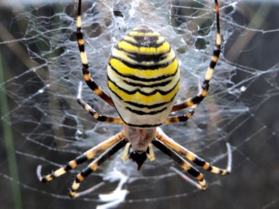 20140824Argiope_bruennichi2