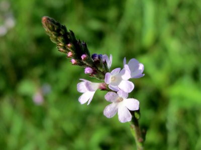 20140807Verbena_officinalis2 photo