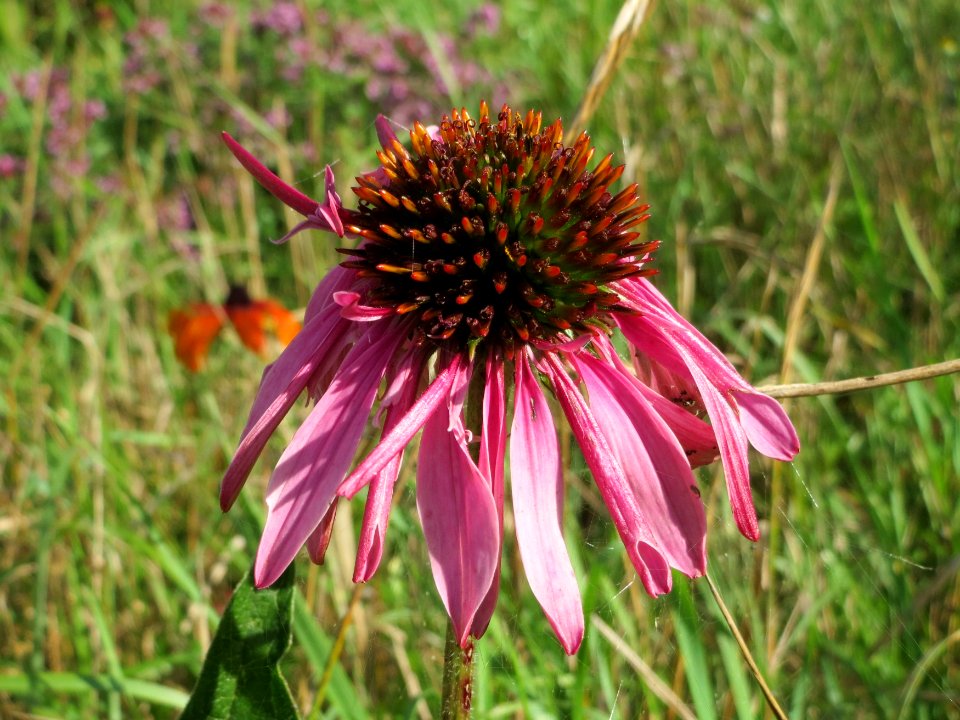 20140827Echinacea_purpurea3