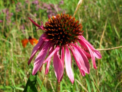 20140827Echinacea_purpurea3