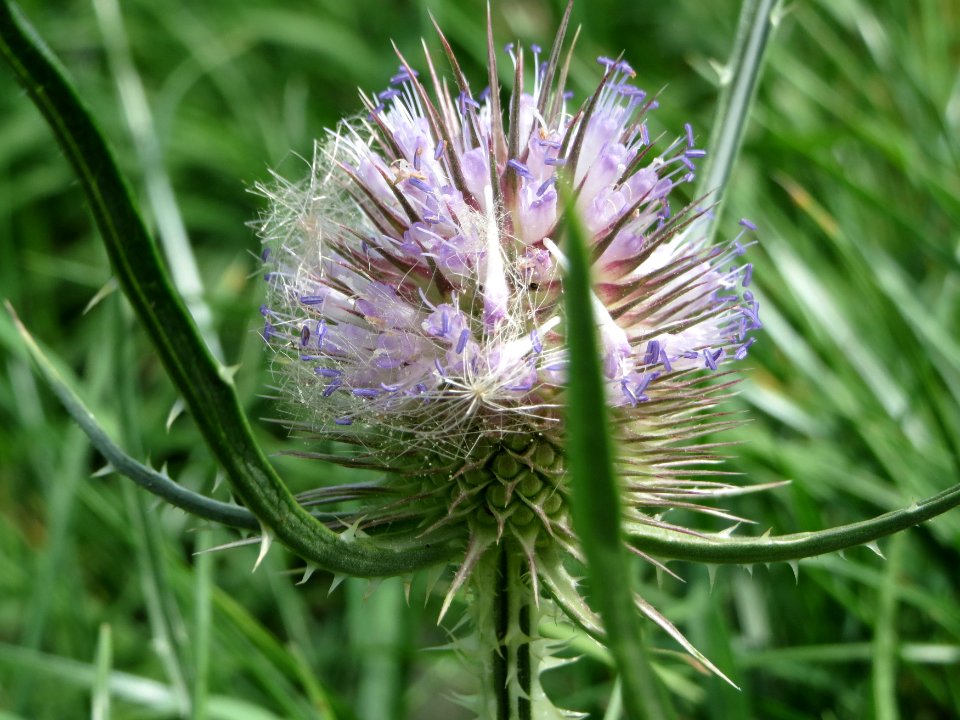20140809Dipsacus_fullonum3