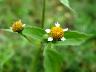 20140823Galinsoga_parviflora