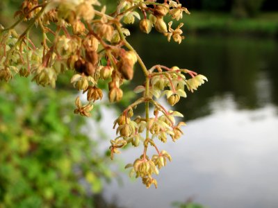 20140829Humulus_lupulus3