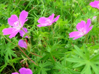 20140803Geranium_sanguineum6