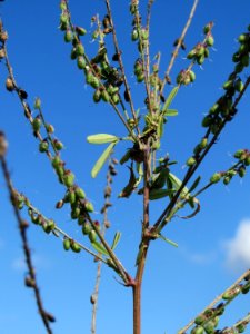 20140827Melilotus_albus1