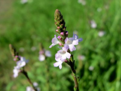 20140807Verbena_officinalis1 photo