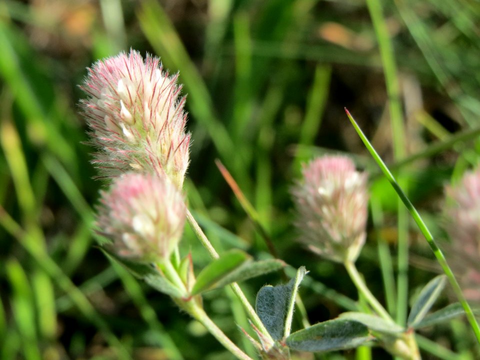 20140827Trifolium_arvense2