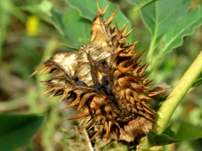 20140920Datura_stramonium3