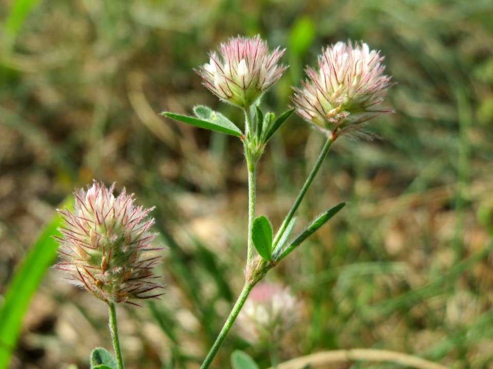 20140807Trifolium_arvense1