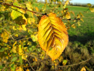 20141108Ulmus_minor11
