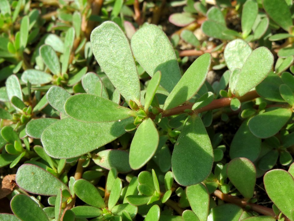 20140807Portulaca_oleracea1