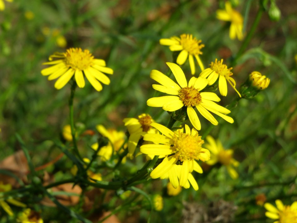 20140919Senecio_inaequidens