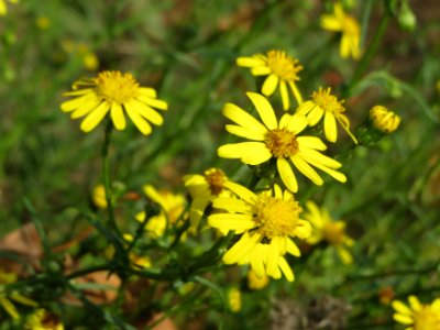 20140919Senecio_inaequidens