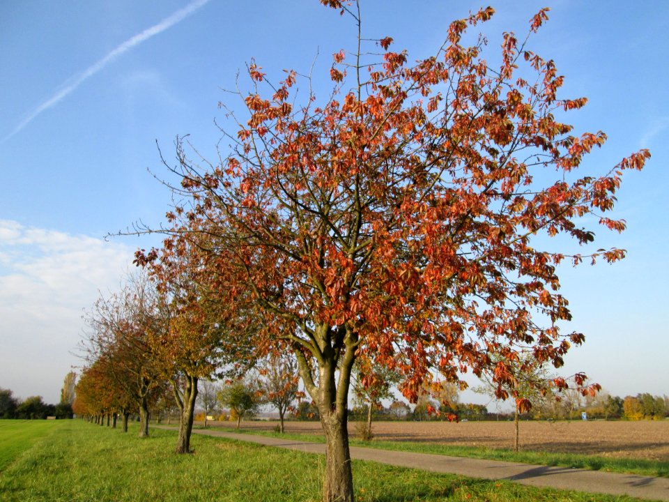 20141102Prunus_sect_Cerasus3