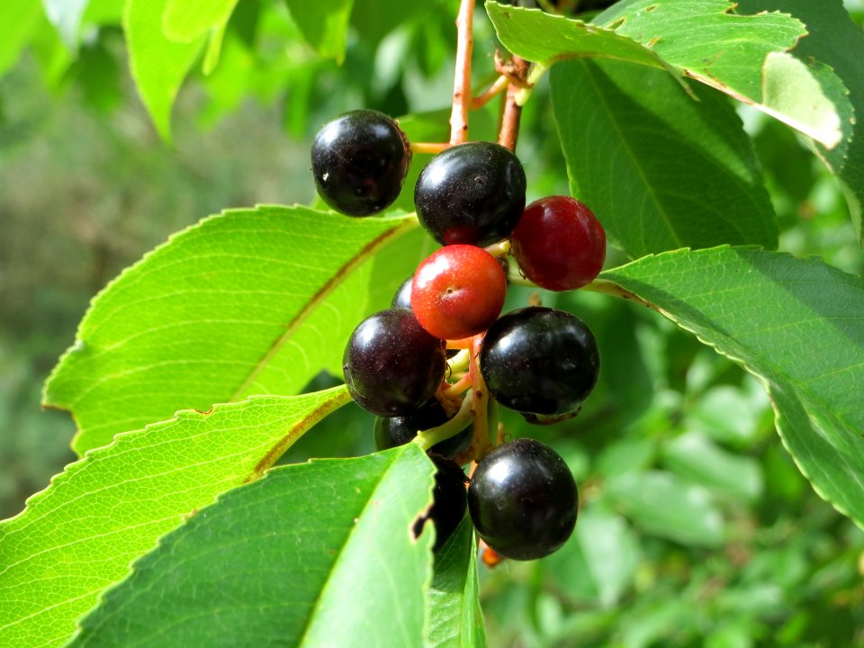 20140808Prunus_serotina2