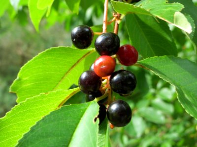 20140808Prunus_serotina2