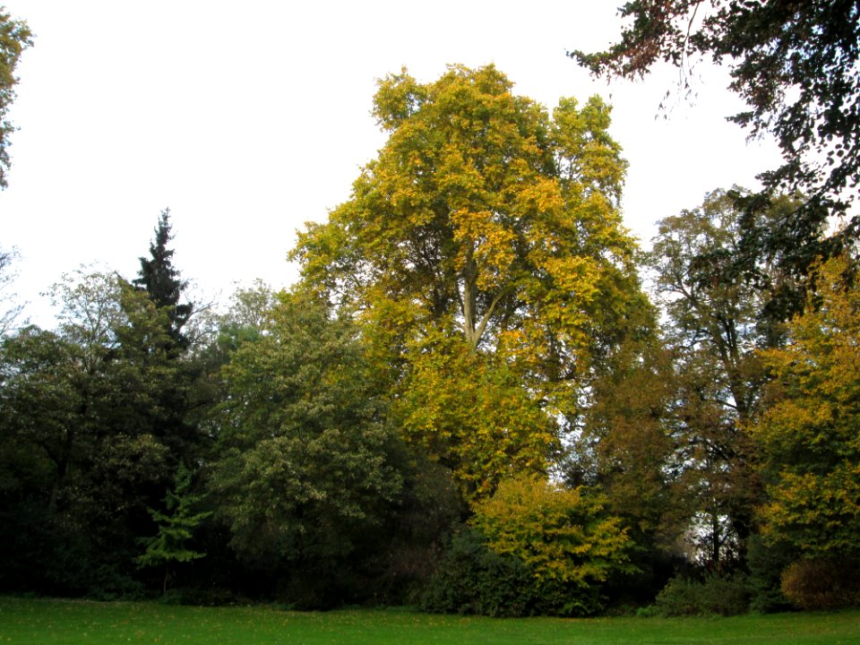 20141102Platanus_x_hispanica1