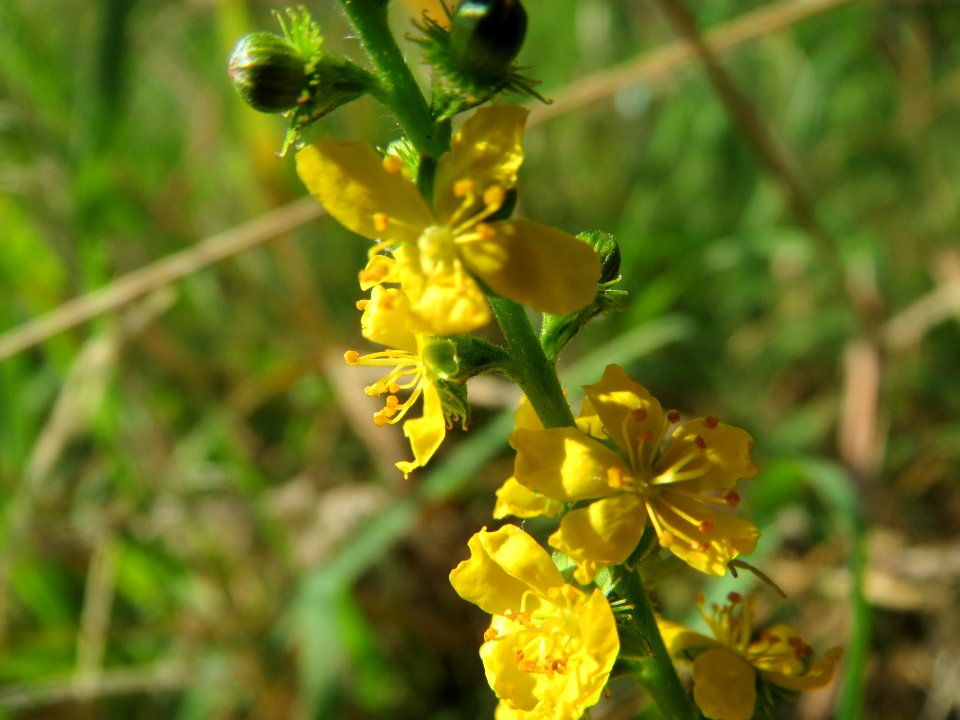 20140807Agrimonia_eupatoria3