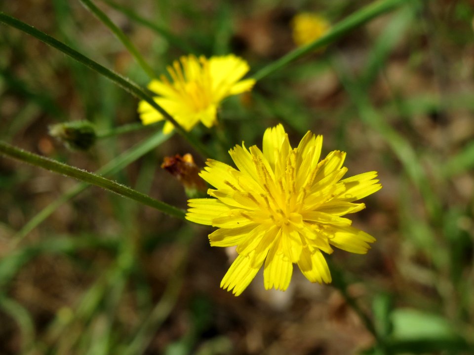 20140808Hypochaeris_radicata1