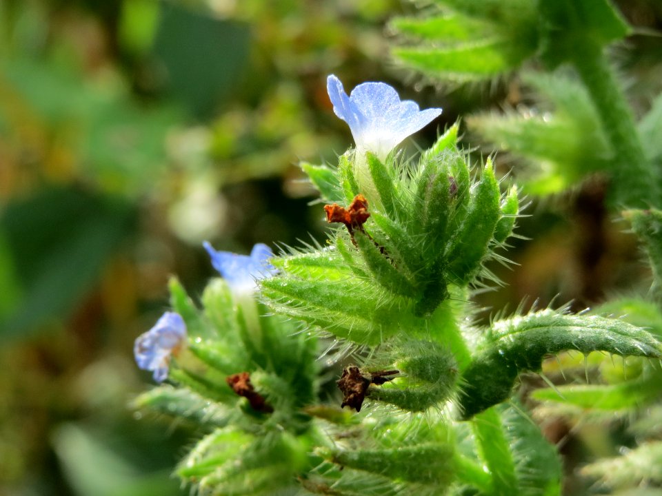 20140919Anchusa_arvensis