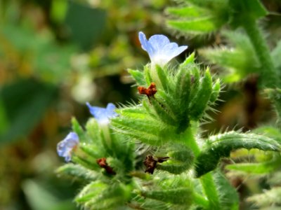 20140919Anchusa_arvensis