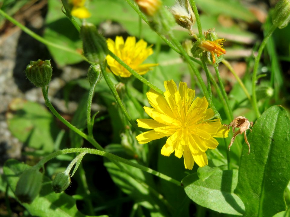 20140806Crepis_biennis1