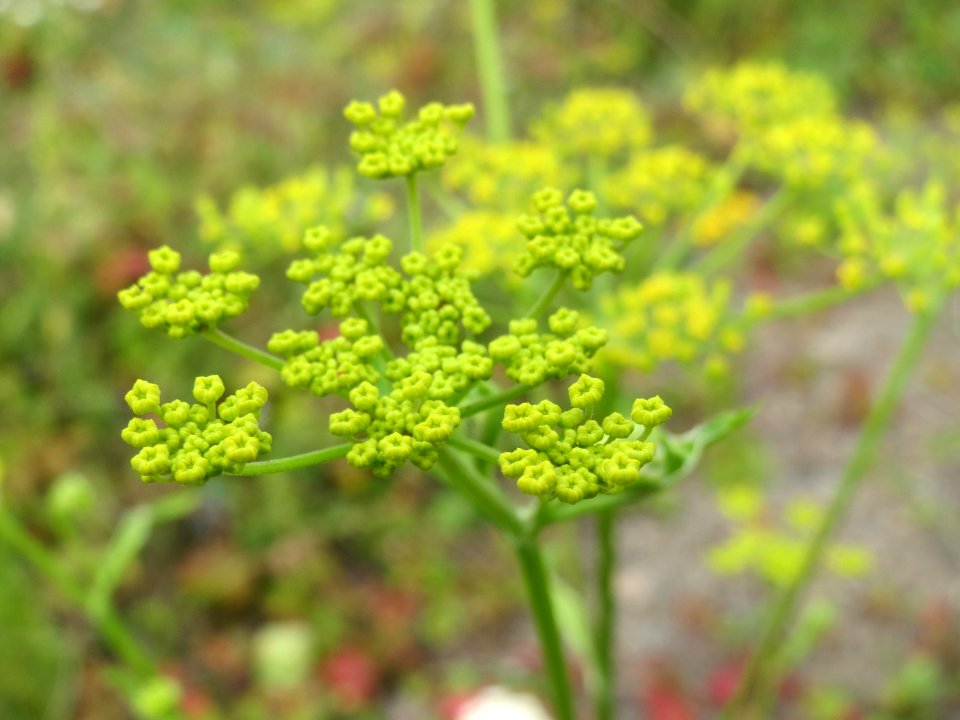 20140806Pastinaca_sativa2