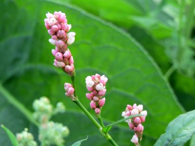 20140919Persicaria_lapathifolia1