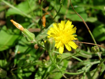 20140806Crepis_biennis2