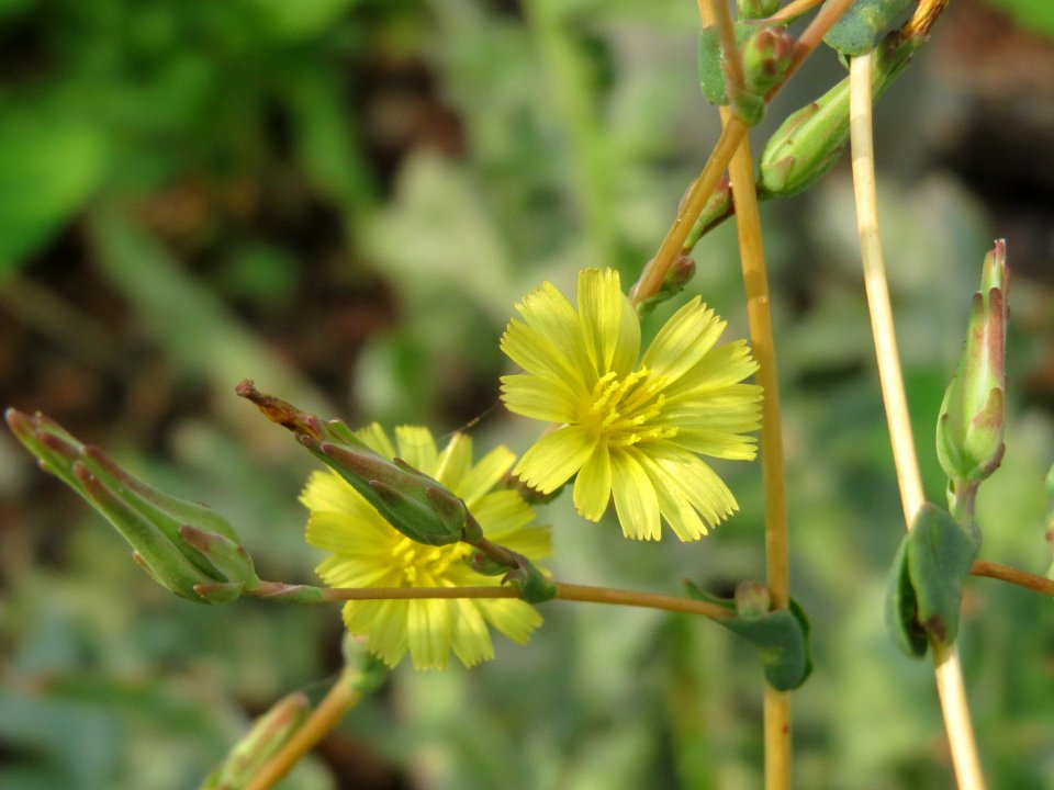 20140805Lactuca_serriola1