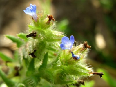 20140920Anchusa_arvensis3