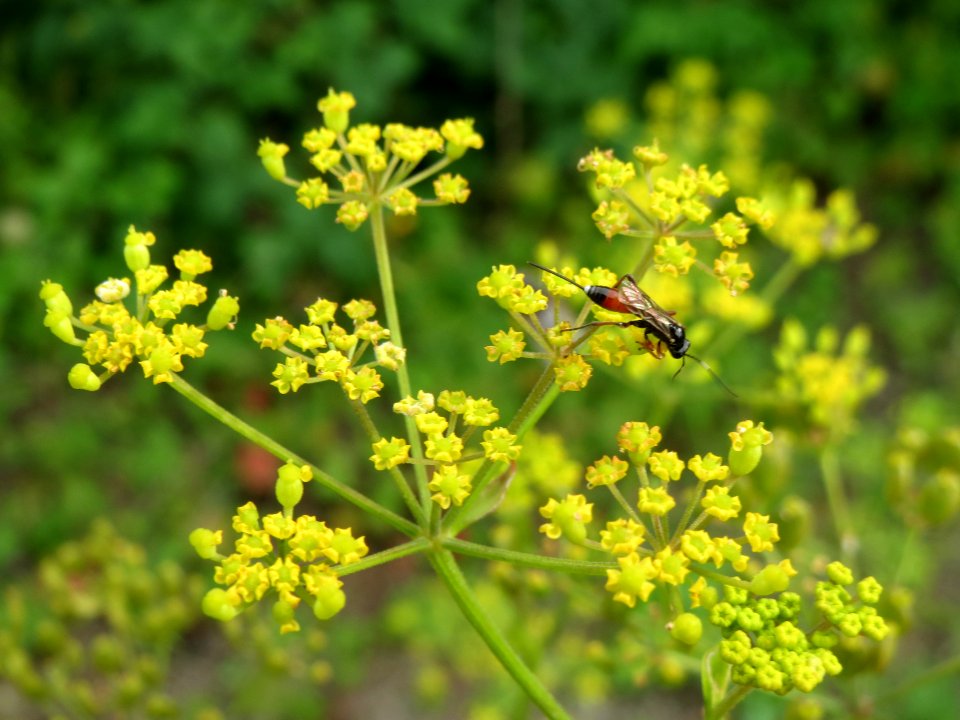 20140806Pastinaca_sativa1