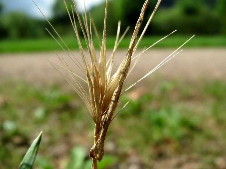 20140804Hordeum_murinum2