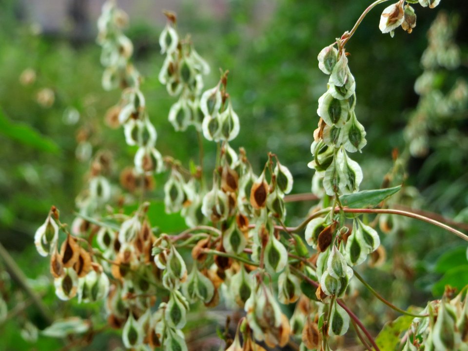 20140920Fallopia_dumetorum