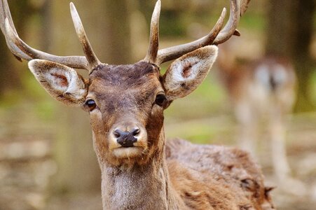 Nature young-stag red deer