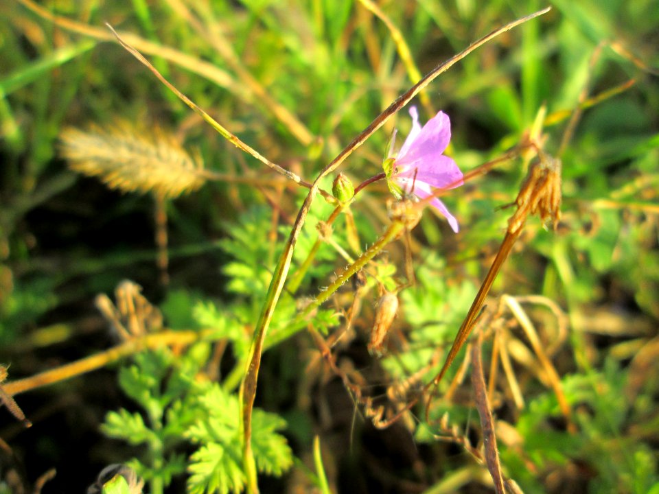 20141101Erodium_cicutarium2