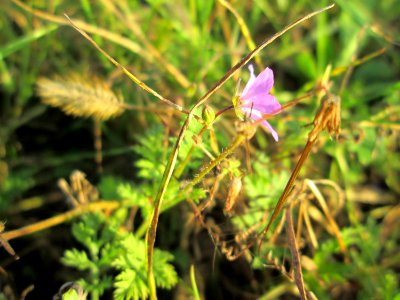 20141101Erodium_cicutarium2