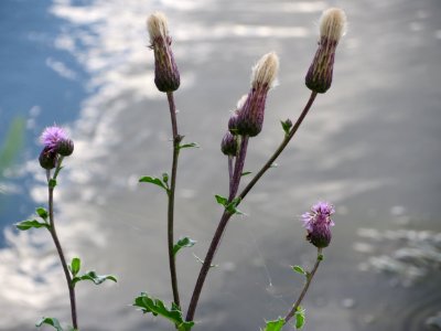 20140920Cirsium_arvense2