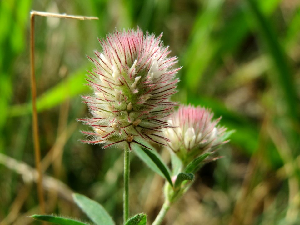 20140807Trifolium_arvense2