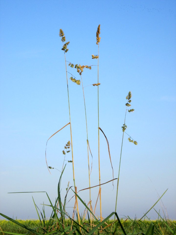 20141101Dactylis_glomerata1