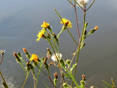 20140920Picris_hieracioides1