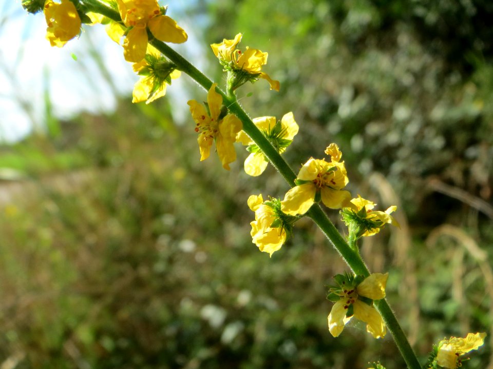 20140807Agrimonia_eupatoria2