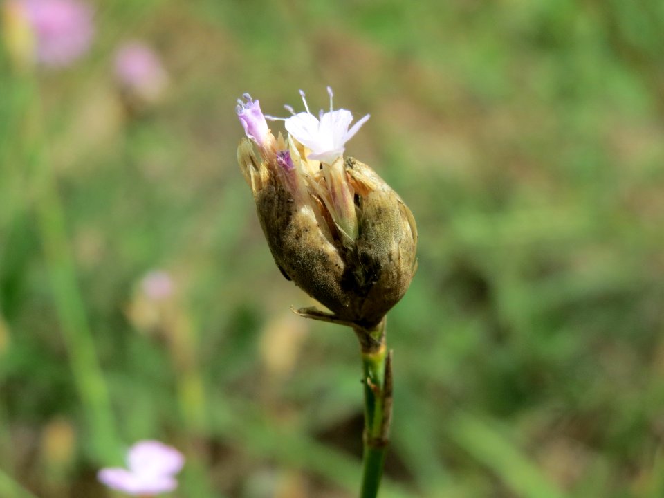 20140803Petrorhagia_prolifera2