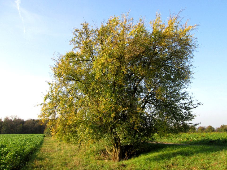 20141102Prunus_cerasifera