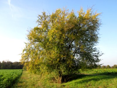 20141102Prunus_cerasifera