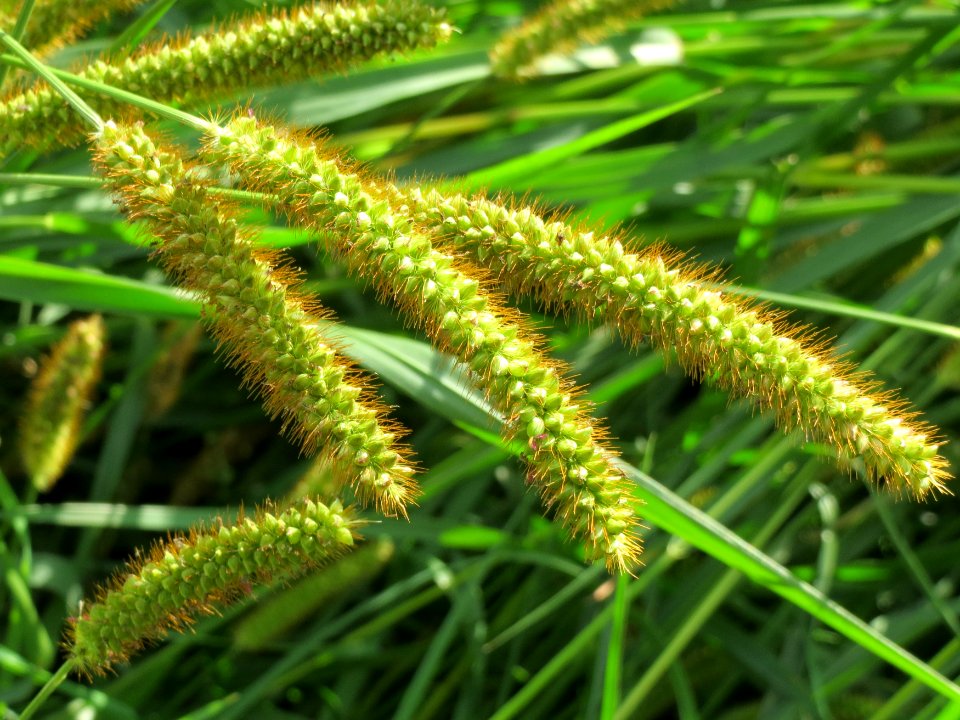 20140920Setaria_pumila2