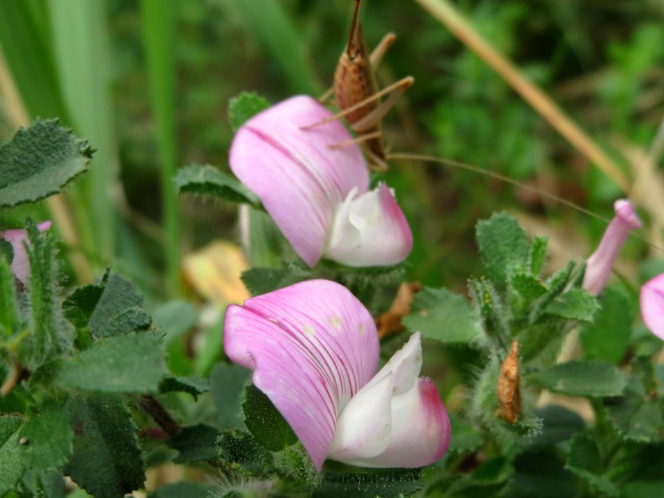 20140803Ononis_spinosa2