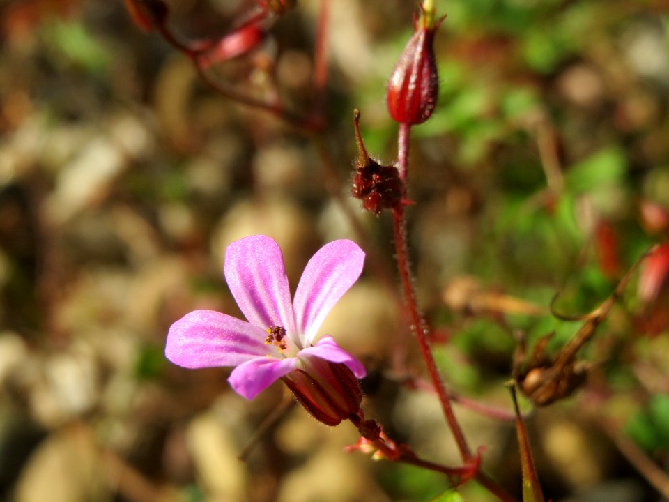 20140916Geranium_robertianum2