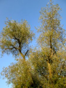 20141102Salix_alba2