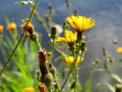 20140920Picris_hieracioides3